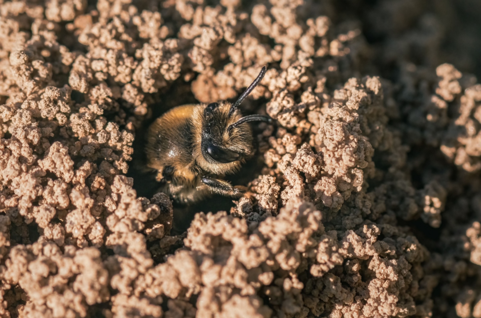 ground bee in ground