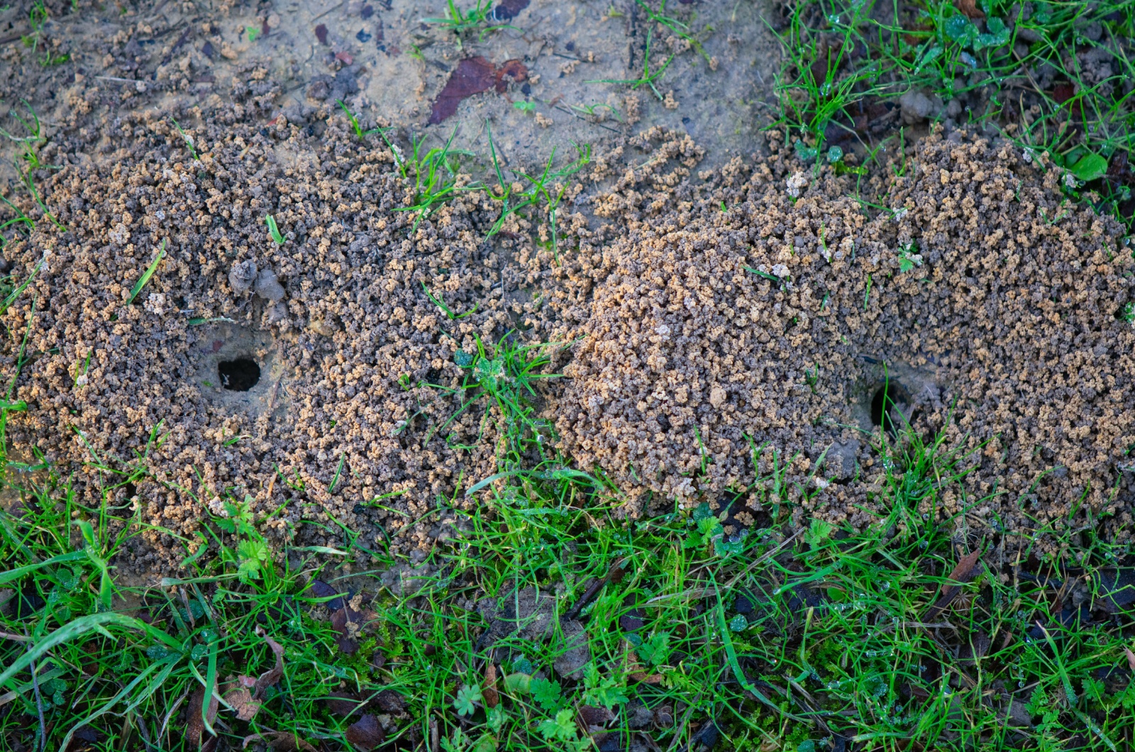 ground bees nests