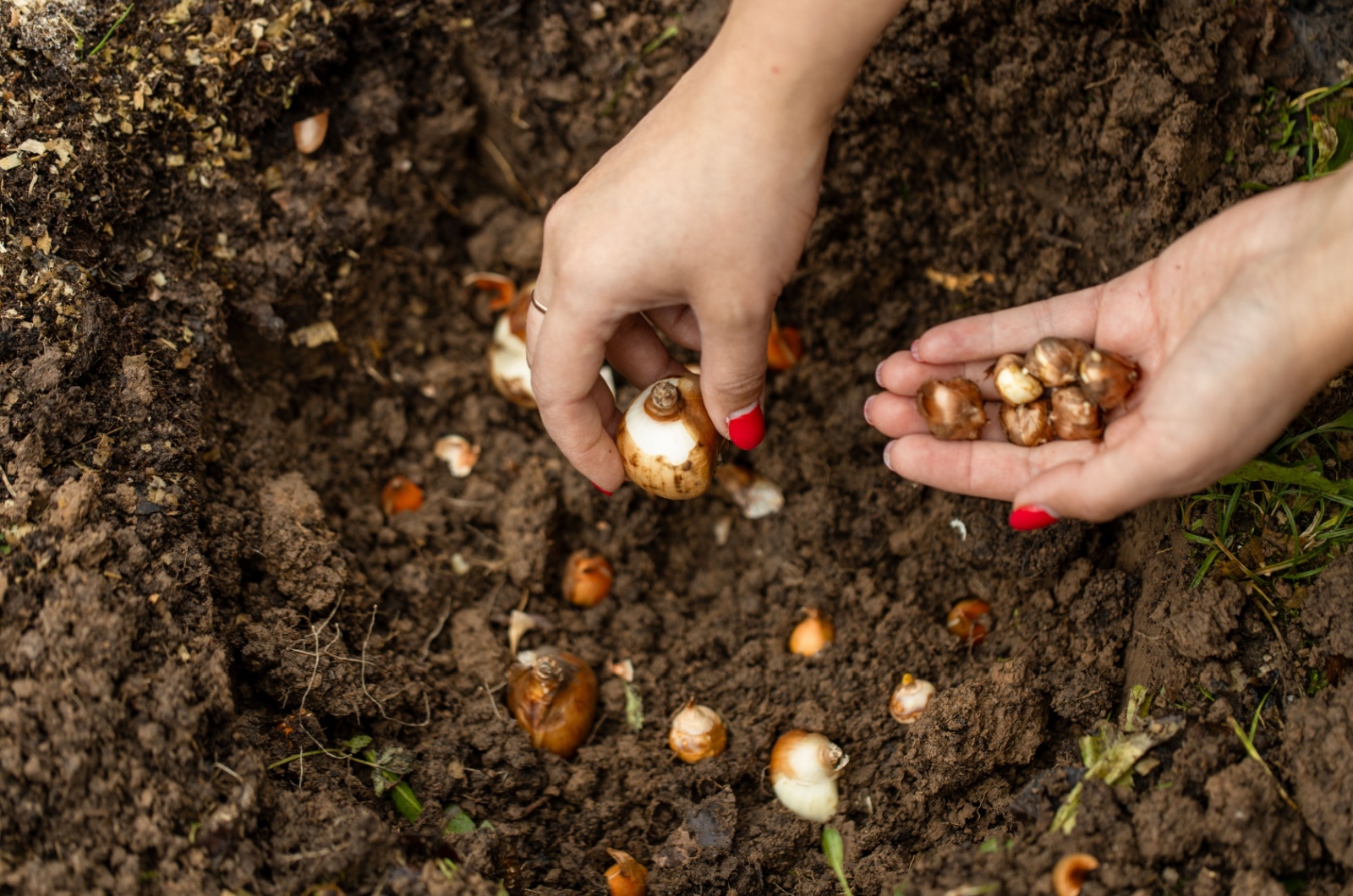 hand holding a bulb before planting it into ground