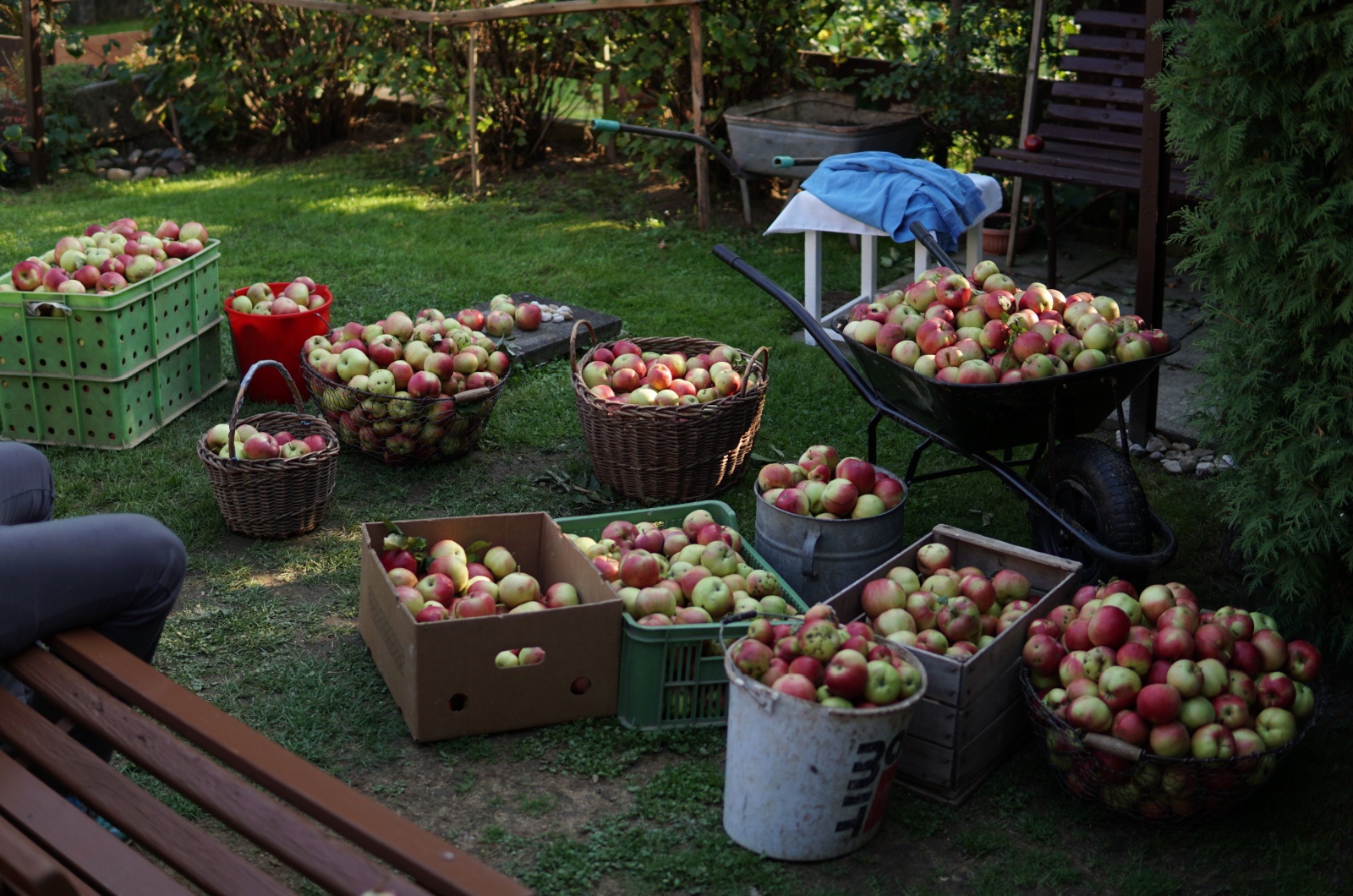 harvested apples in garden