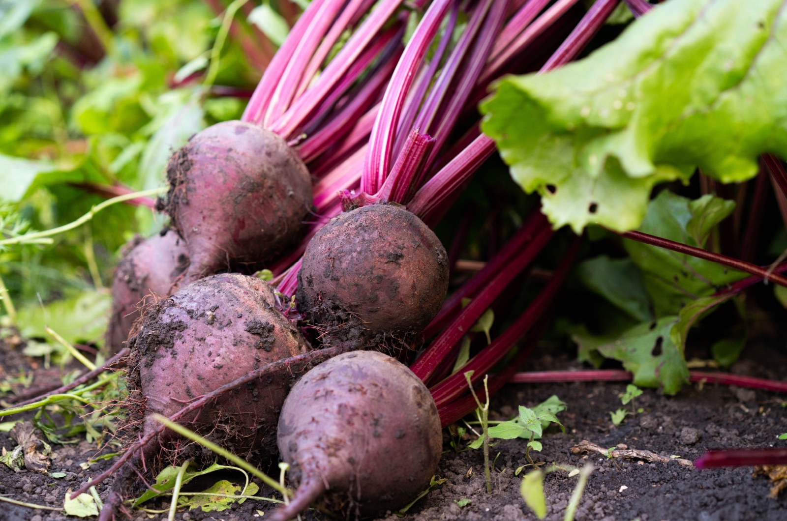 harvested beets