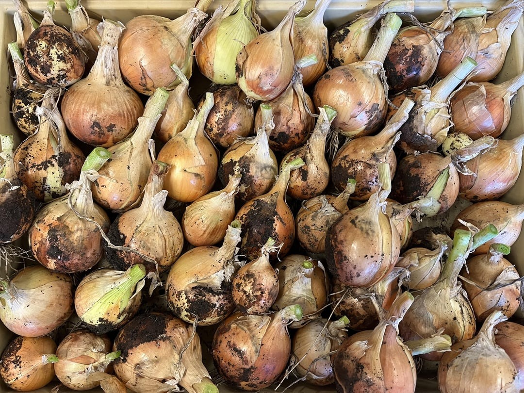 harvested onions