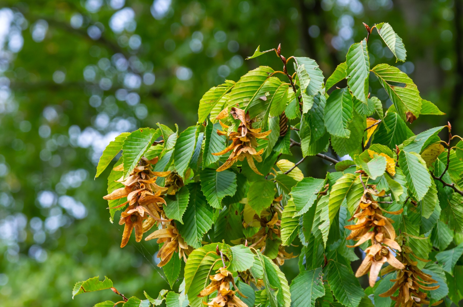 hornbeam tree branch