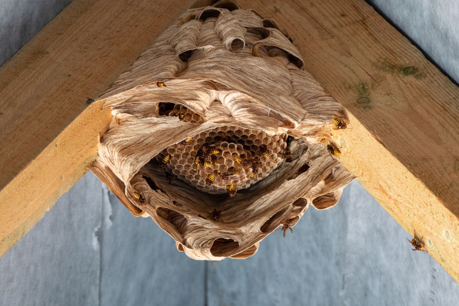 hornets nest under a wooden roof