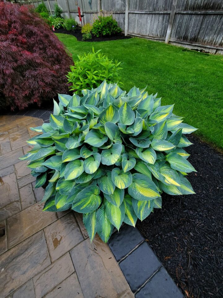 Cut Back Your Hostas This Fall For Healthier Greenery In The Upcoming