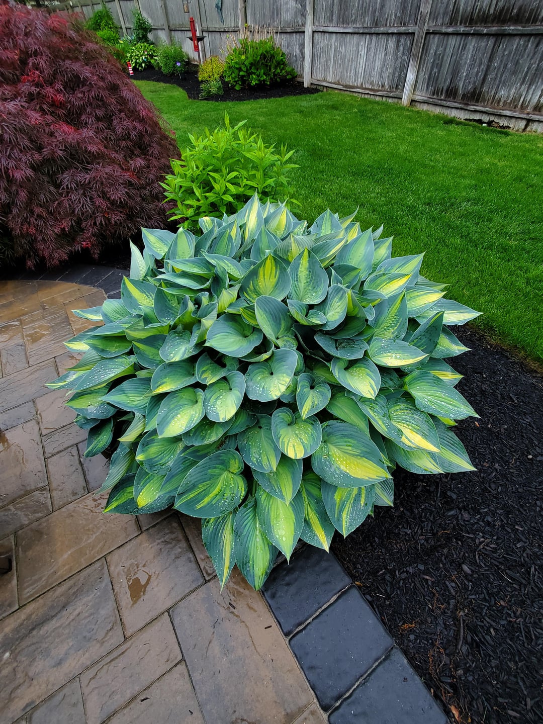 hosta plant