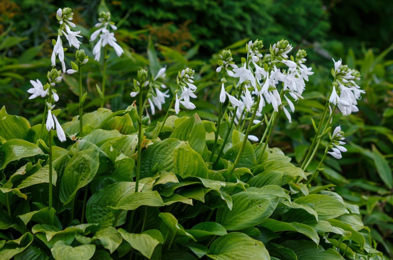 hostas flowers