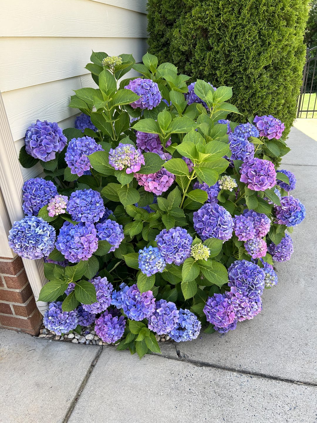 hydrangea bush