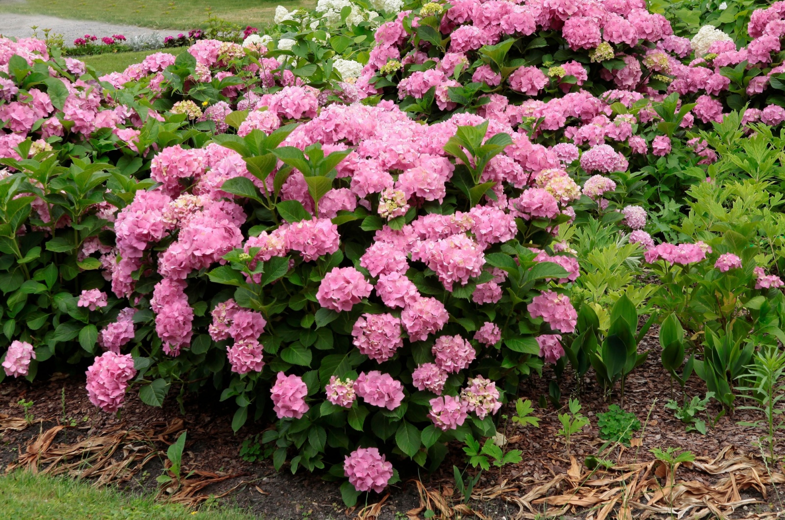 hydrangea bush