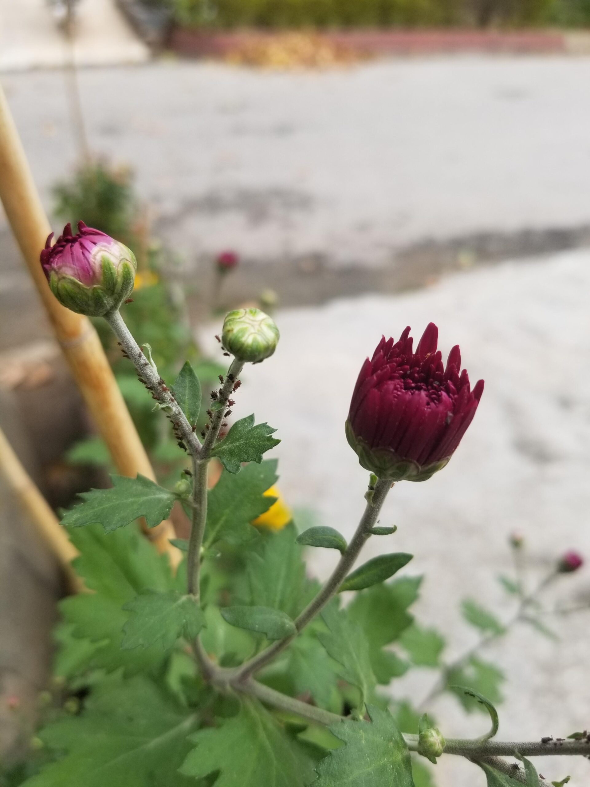 insect on flower