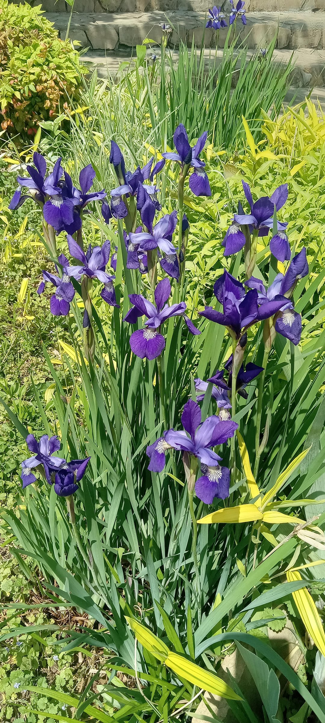 iris blooming in garden