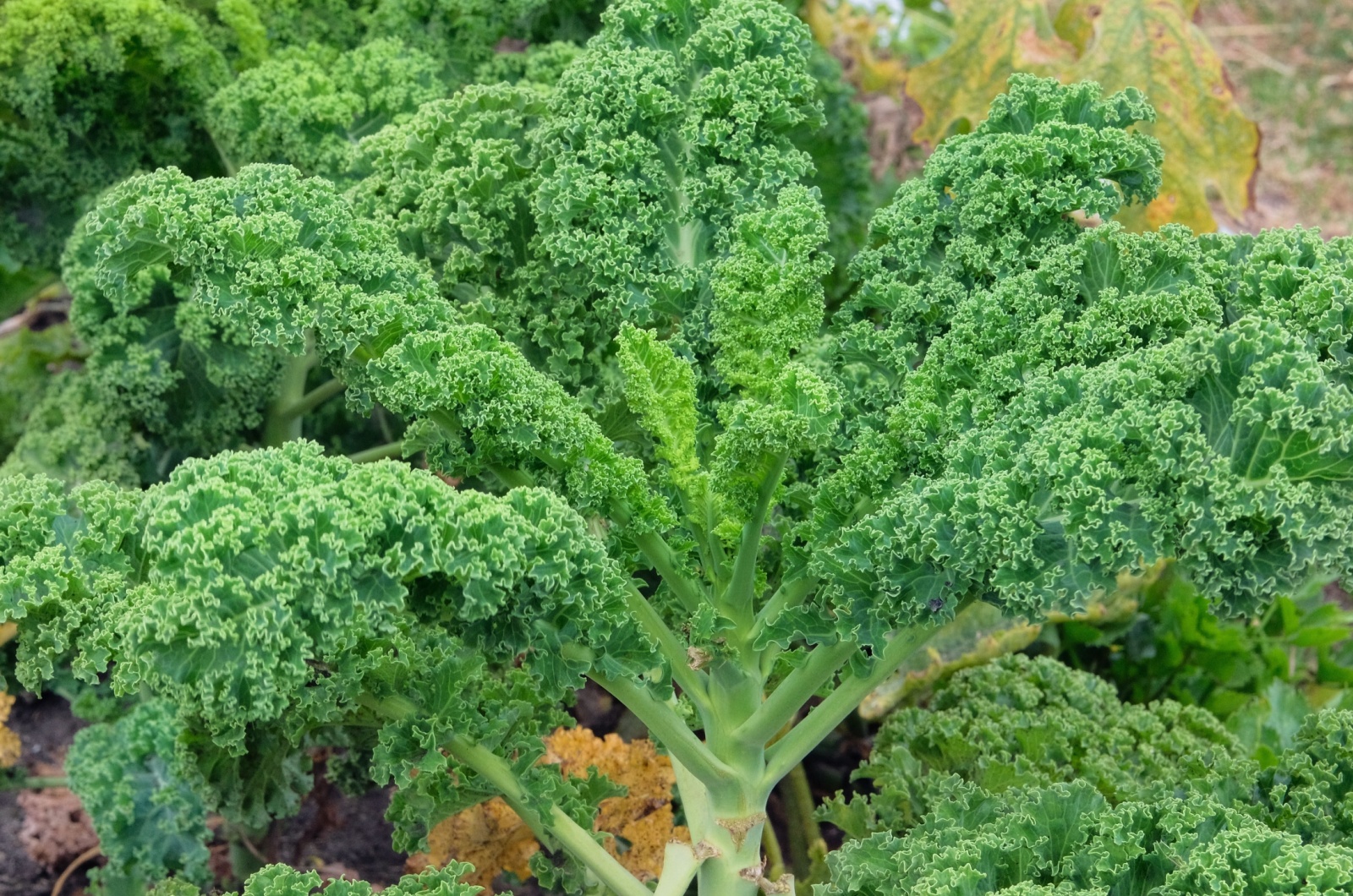 kale growing in garden