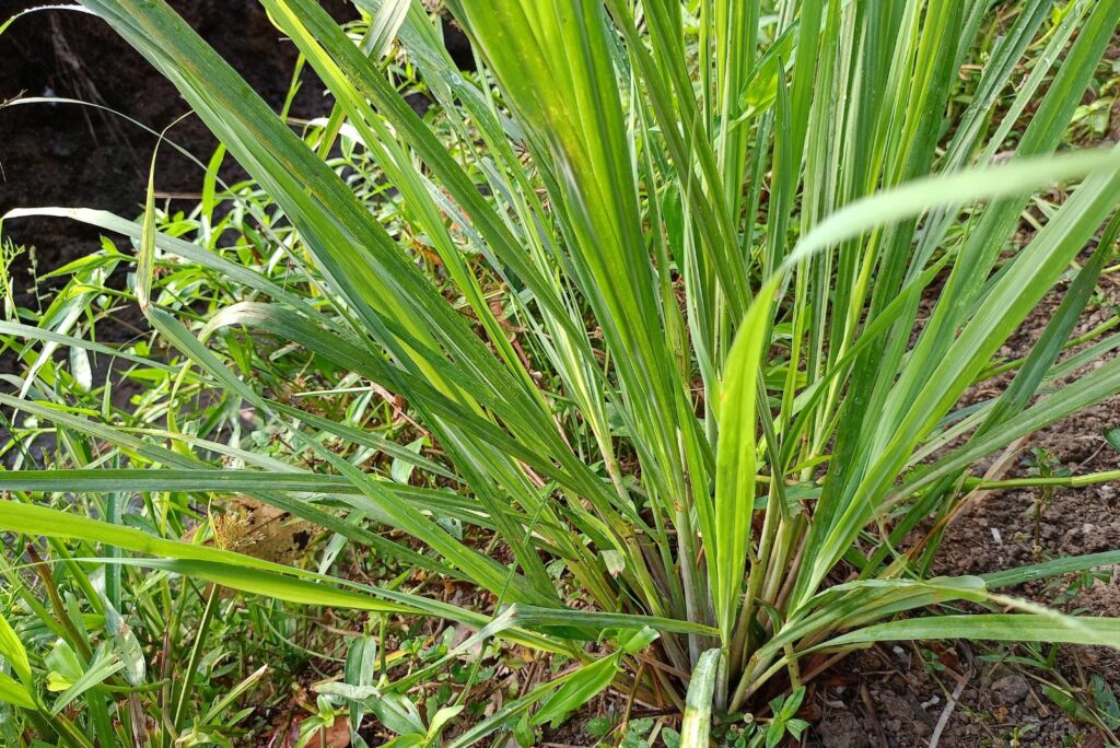 large citronella leaves