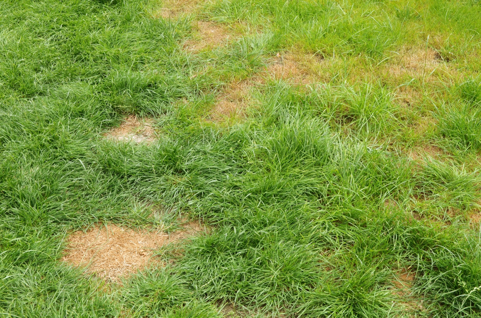 lawn with brown patches