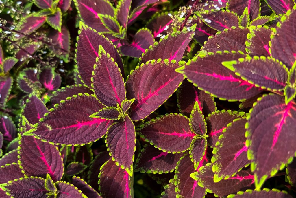 leaves plant Coleus scutellarioides