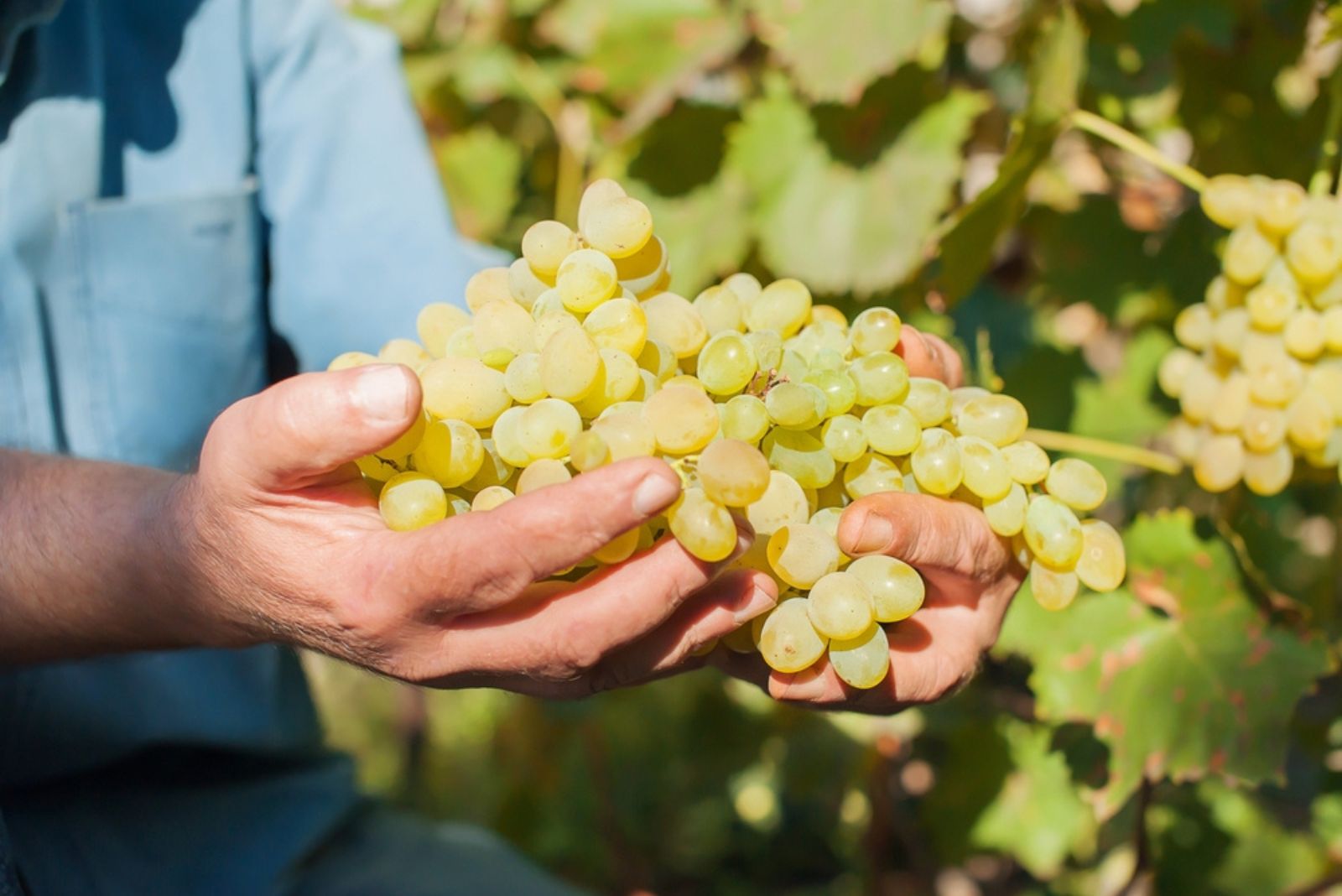 man holding a bunch of grapes in hands