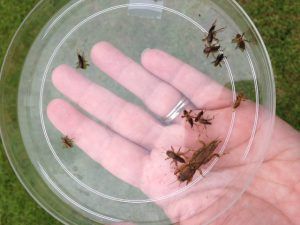 man holding a crickets