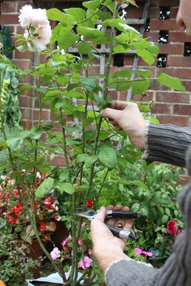 man pruning rose plant