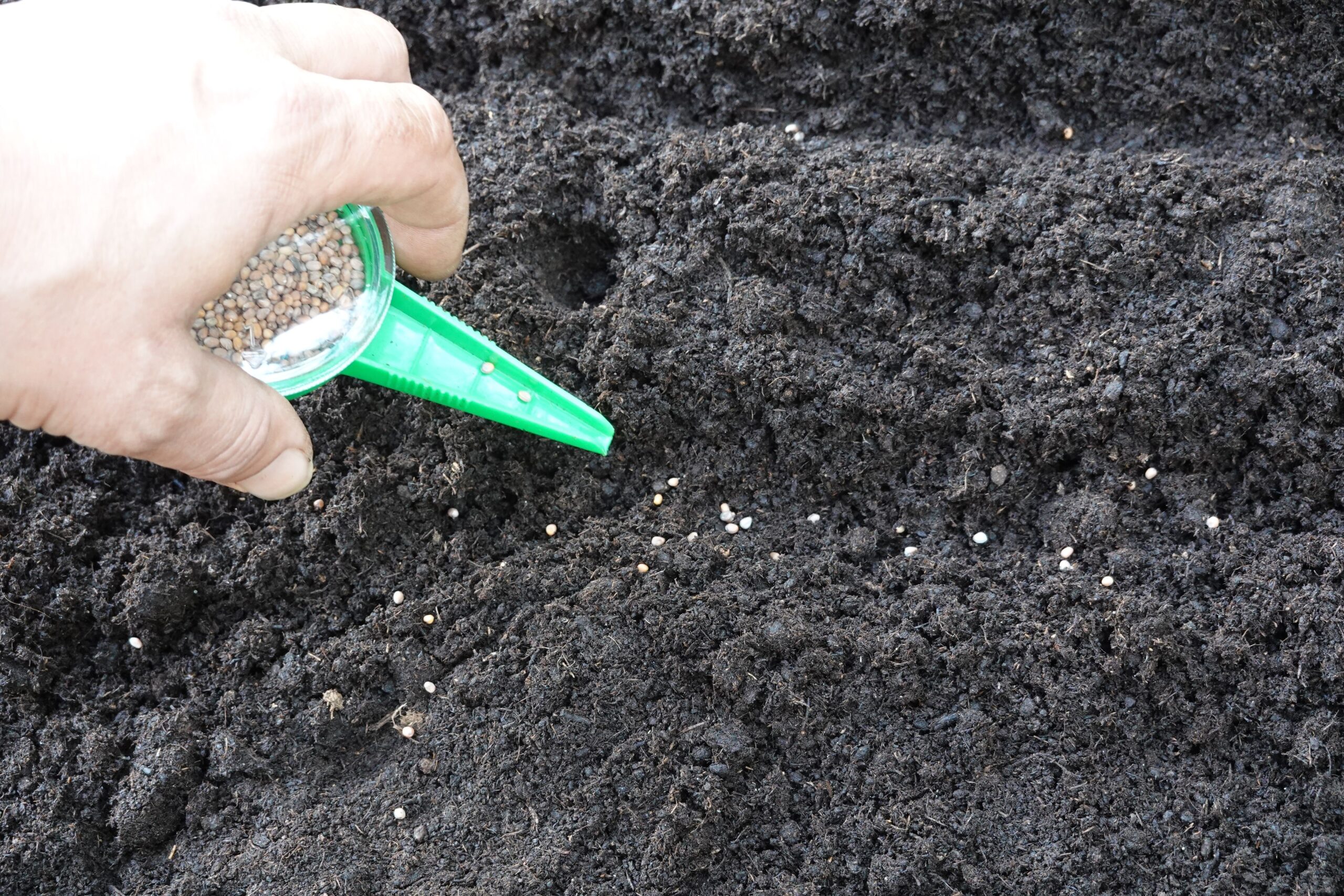 man sowing radish seeds