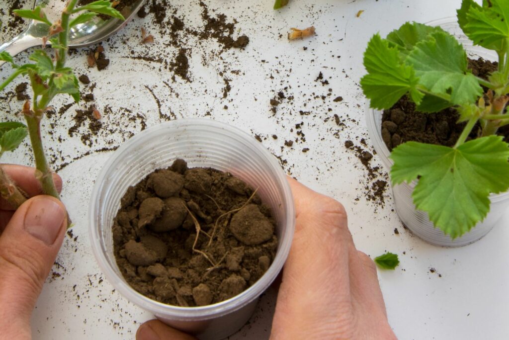 man transplants geraniums into cups