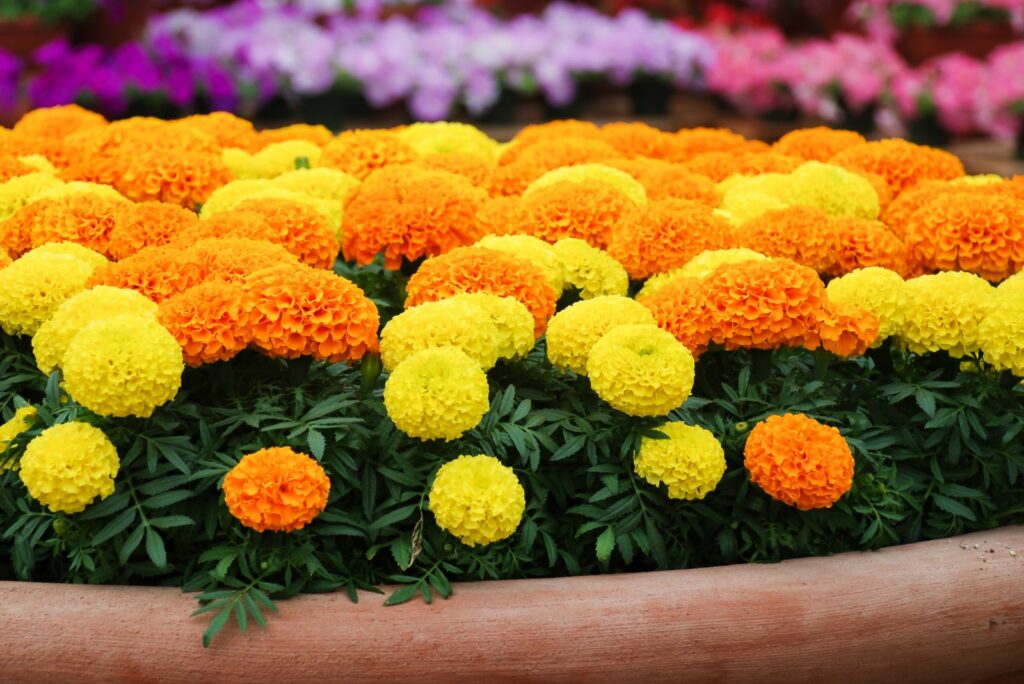 marigold pot plant