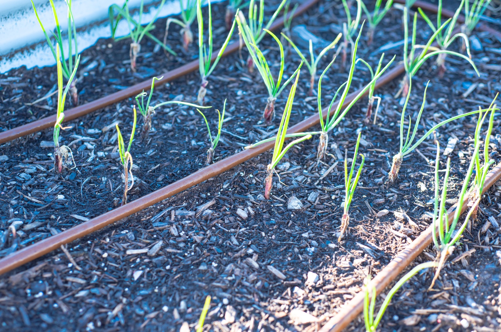 onion growing