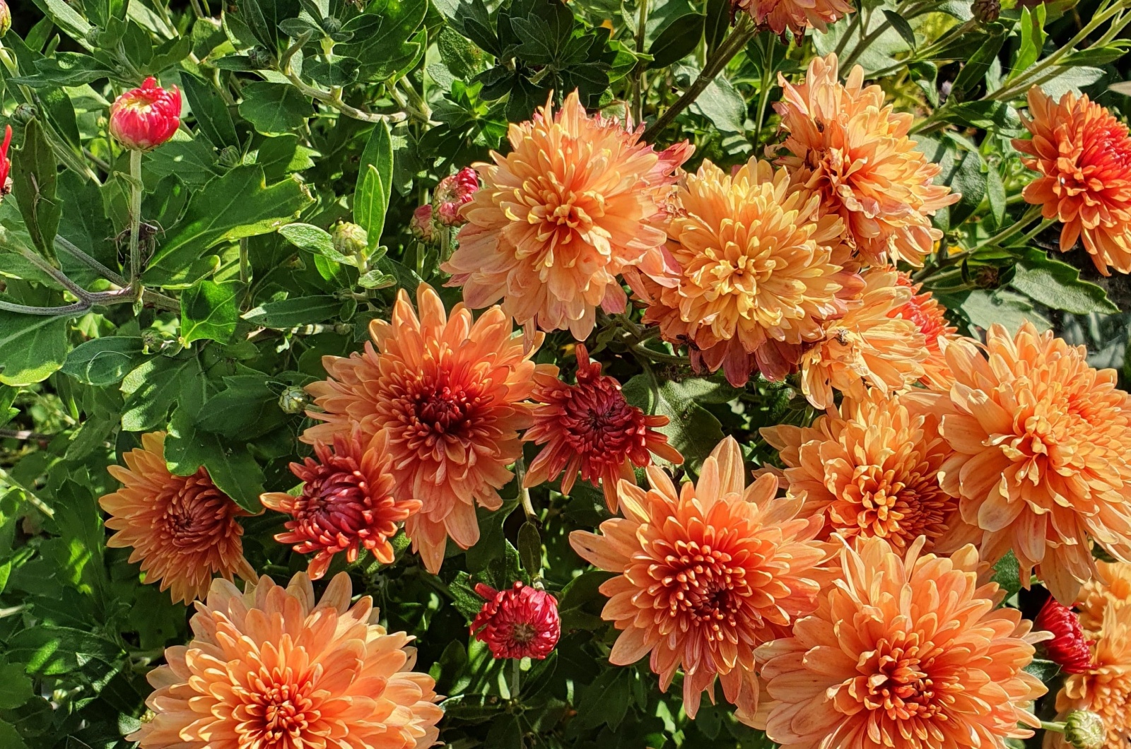 orange flowers chrysanthemum