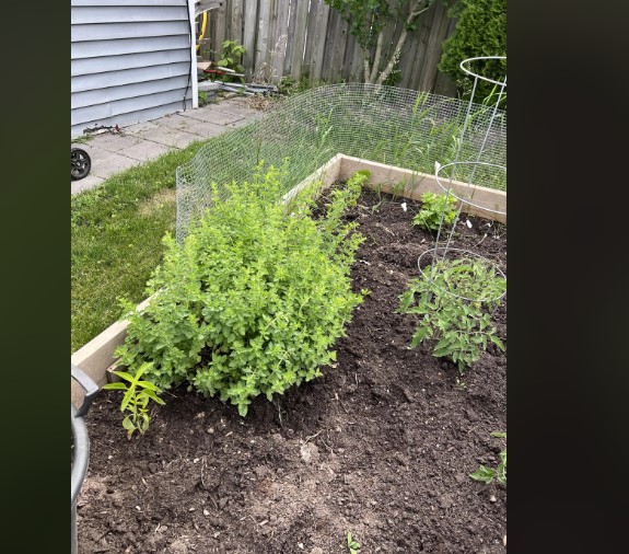 oregano in the garden