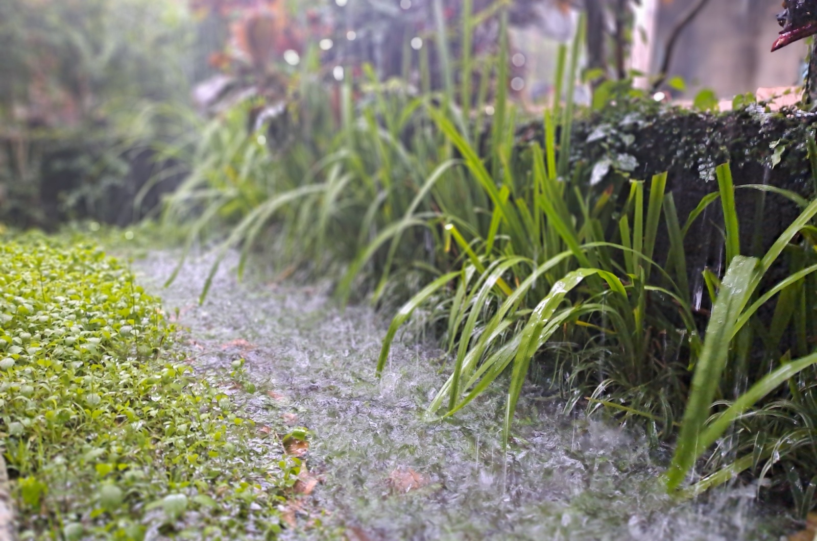 overwatered garden