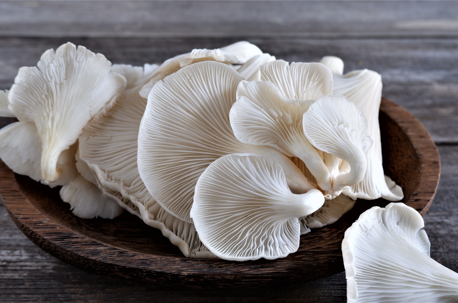 oyster mushrooms in a bowl