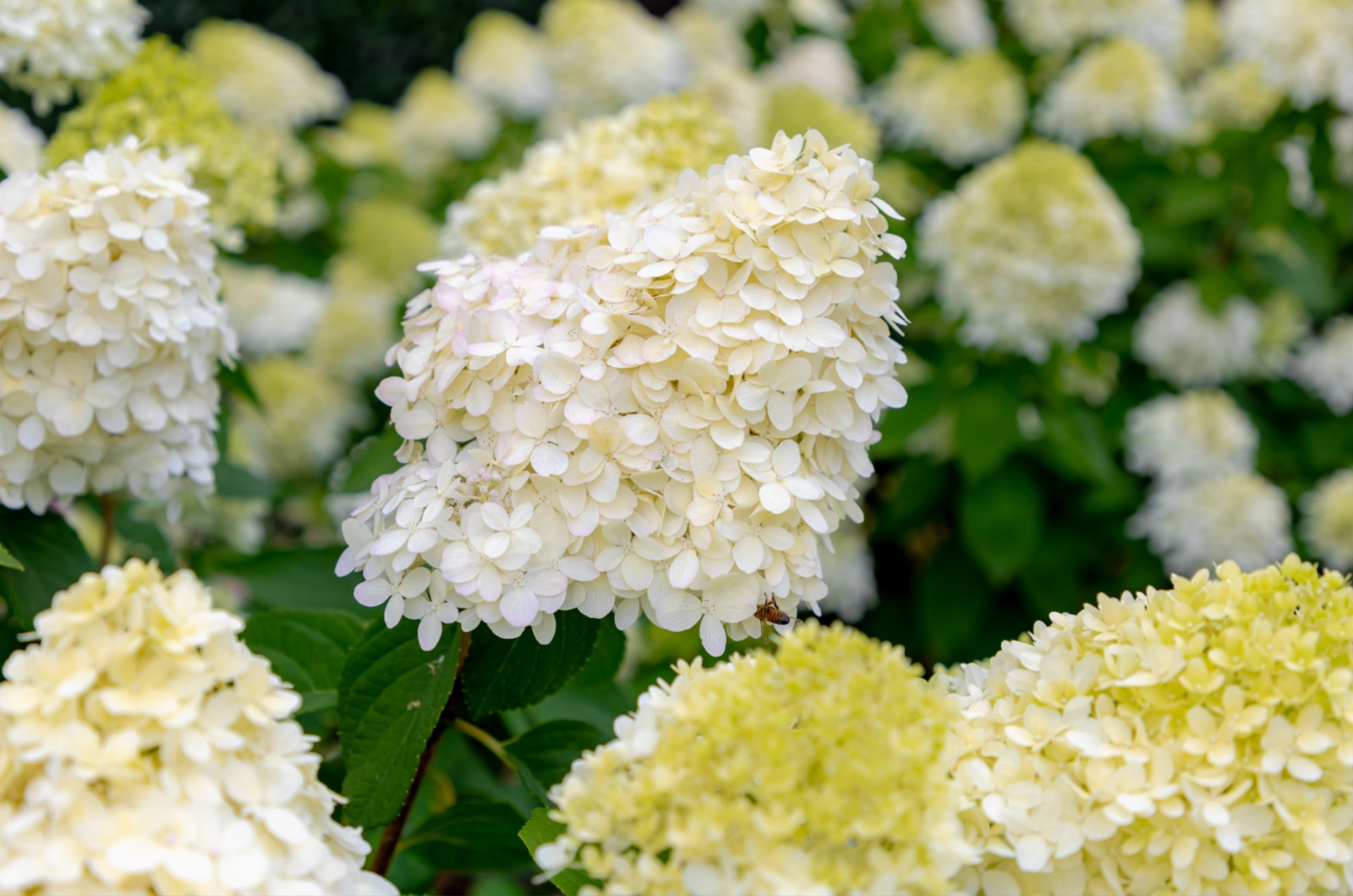 panicle hydrangea