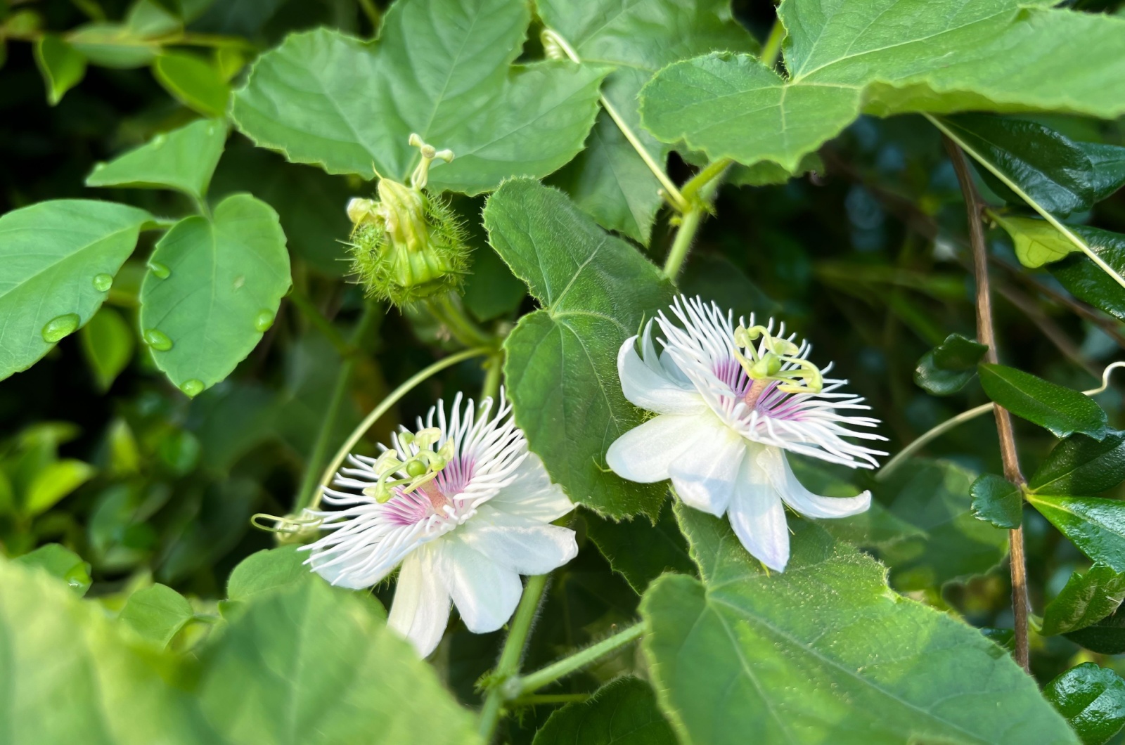 passion flower in bloom