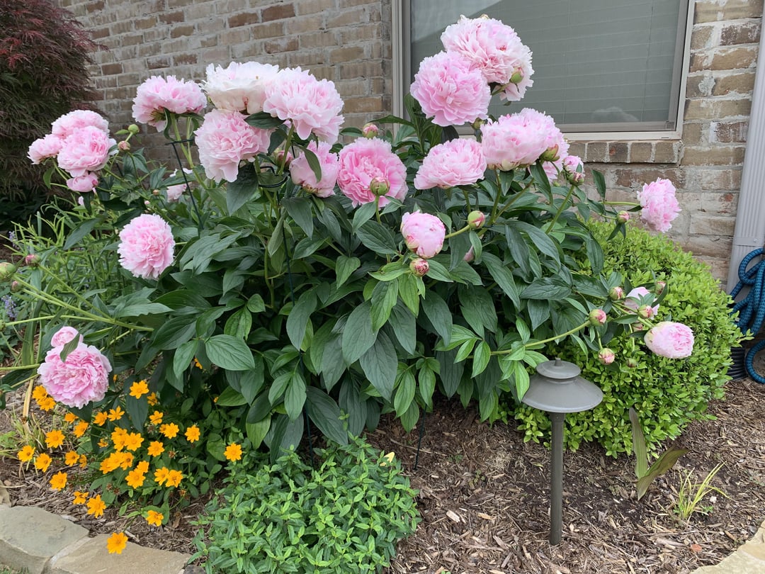 peonies with a thick layer of mulch