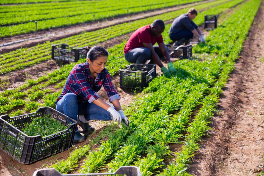 people cut arugula