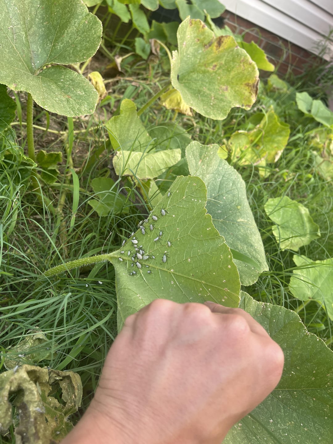 pest on pumpking leaves