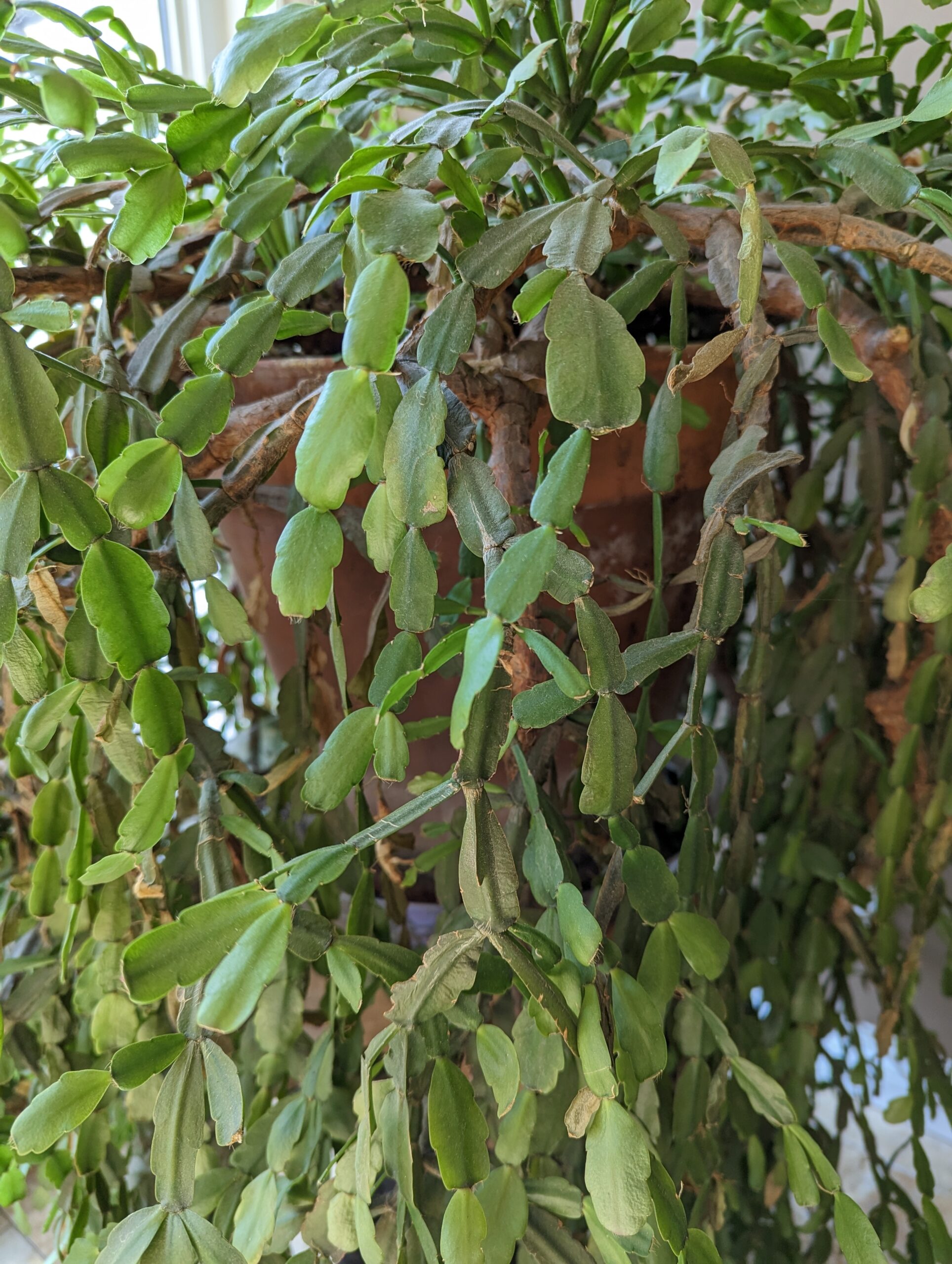 photo of christmas cactus