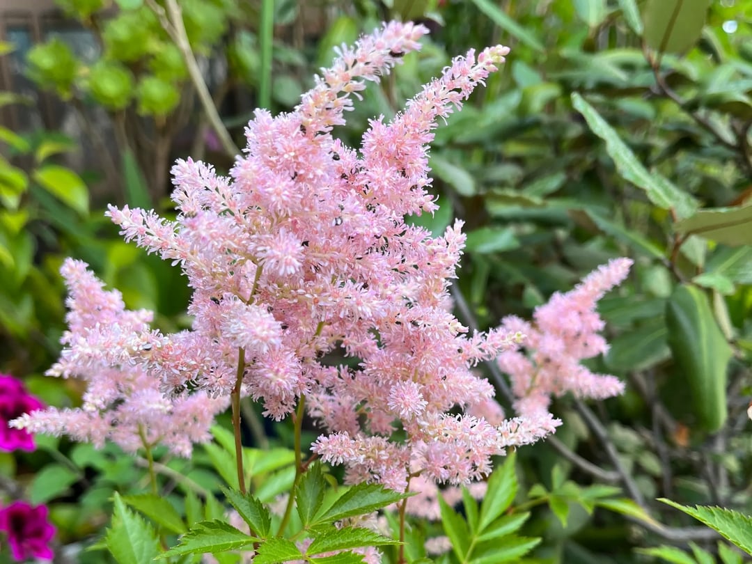 pink astilbe