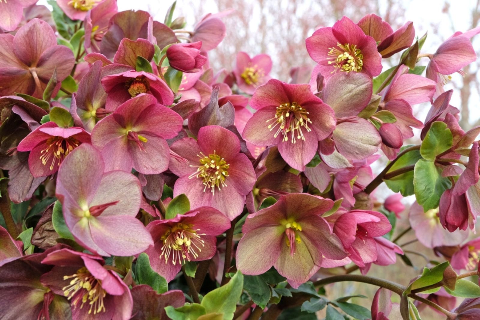 pink hellebores