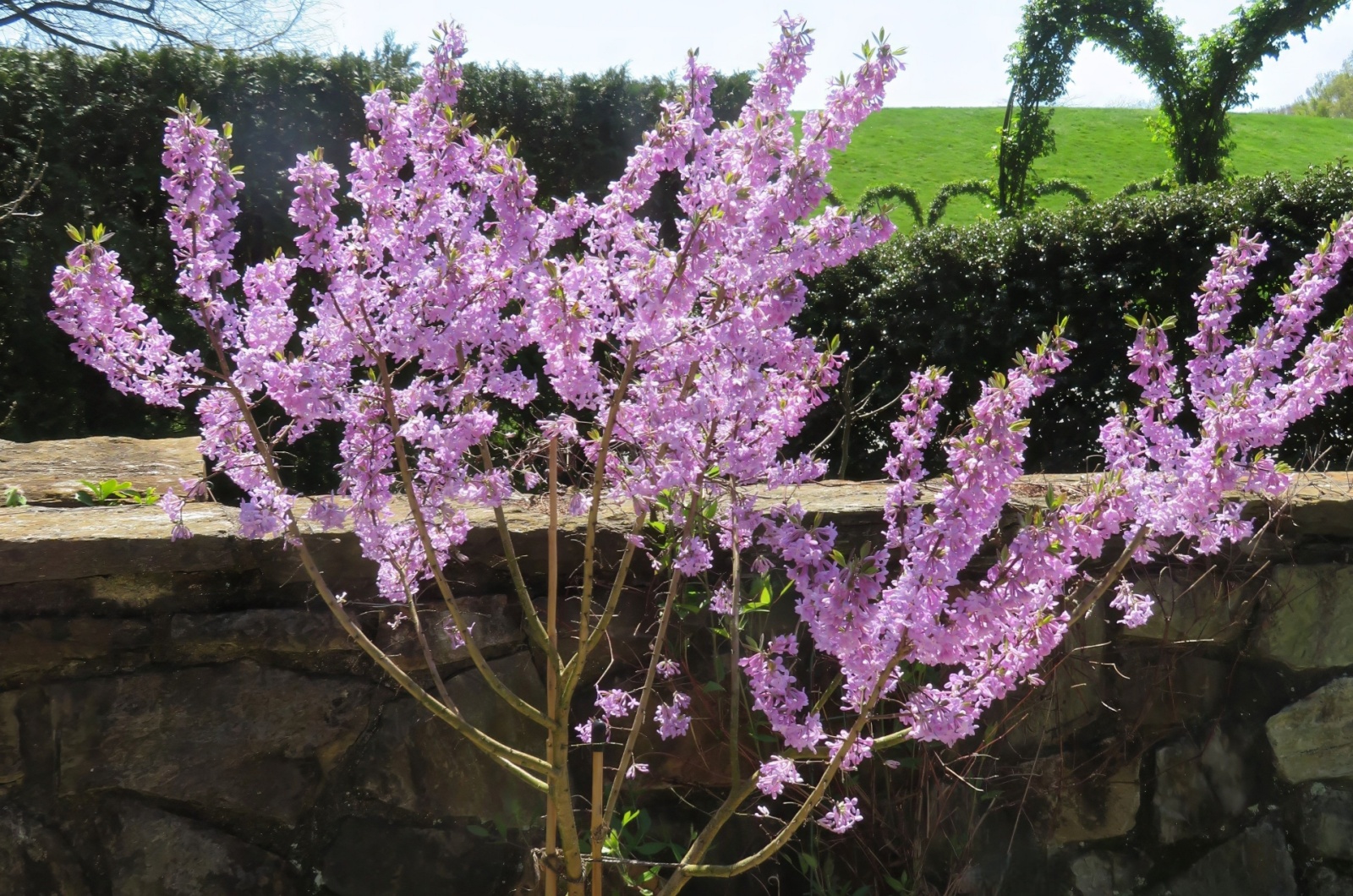 pink lilac bush