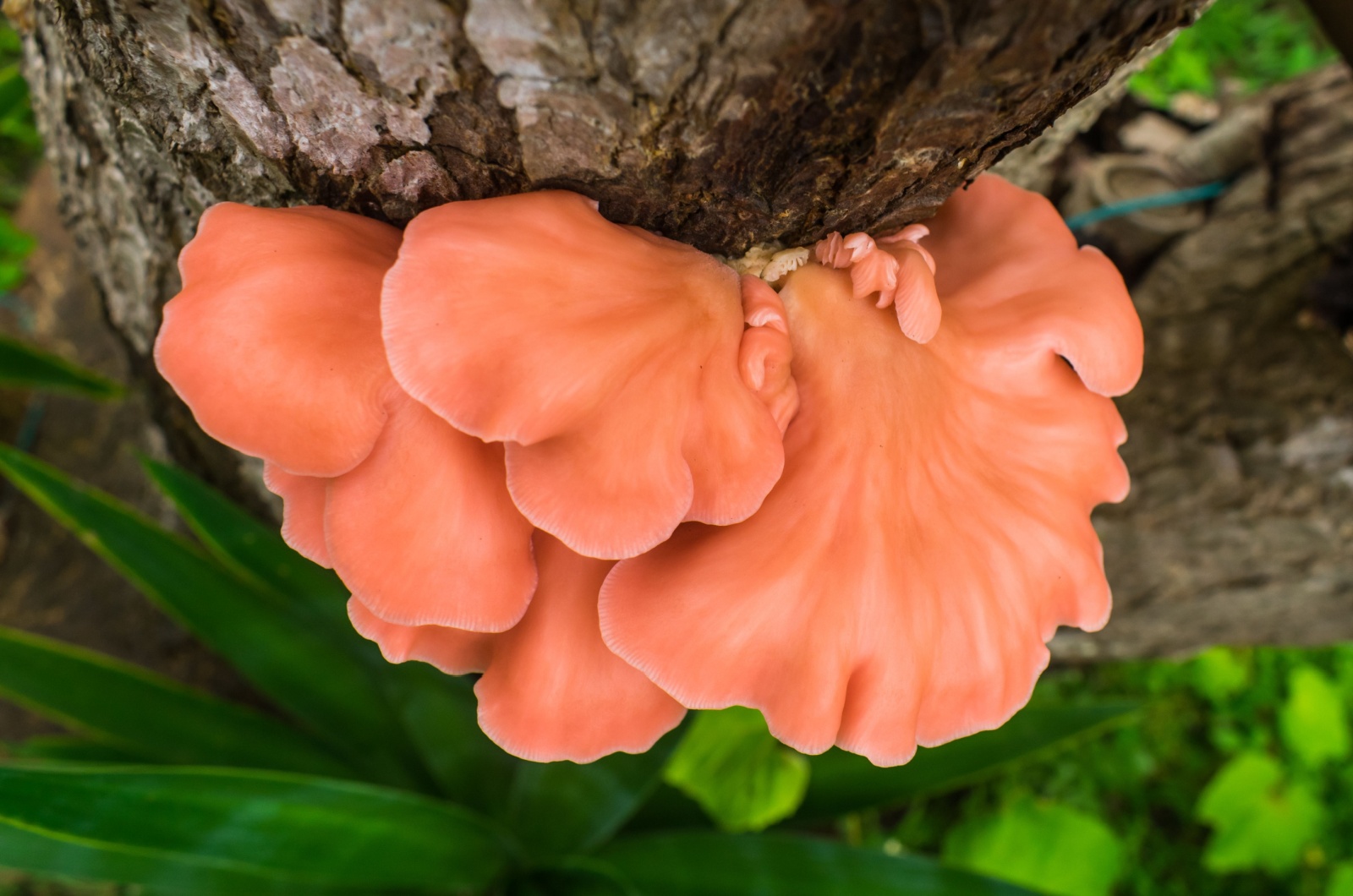 pink oyster mushroom