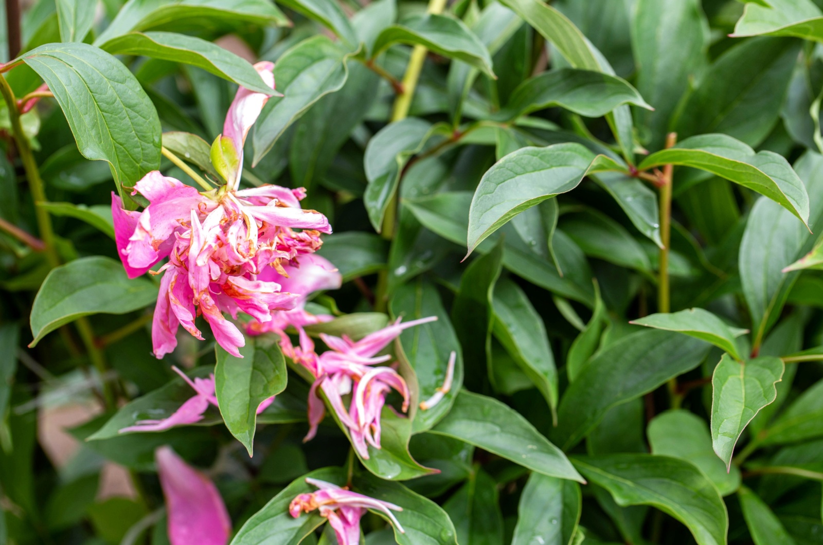 pink peony flower with dried petals