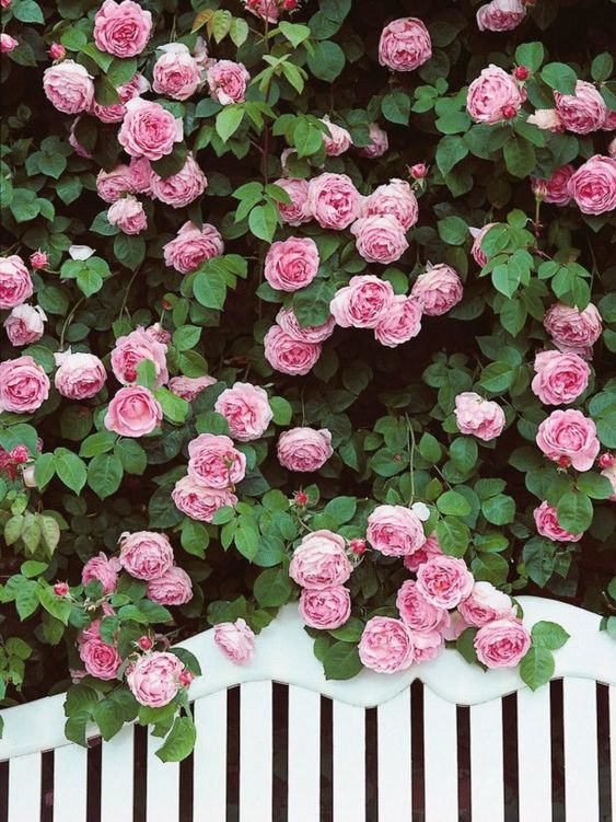 pink roses bush