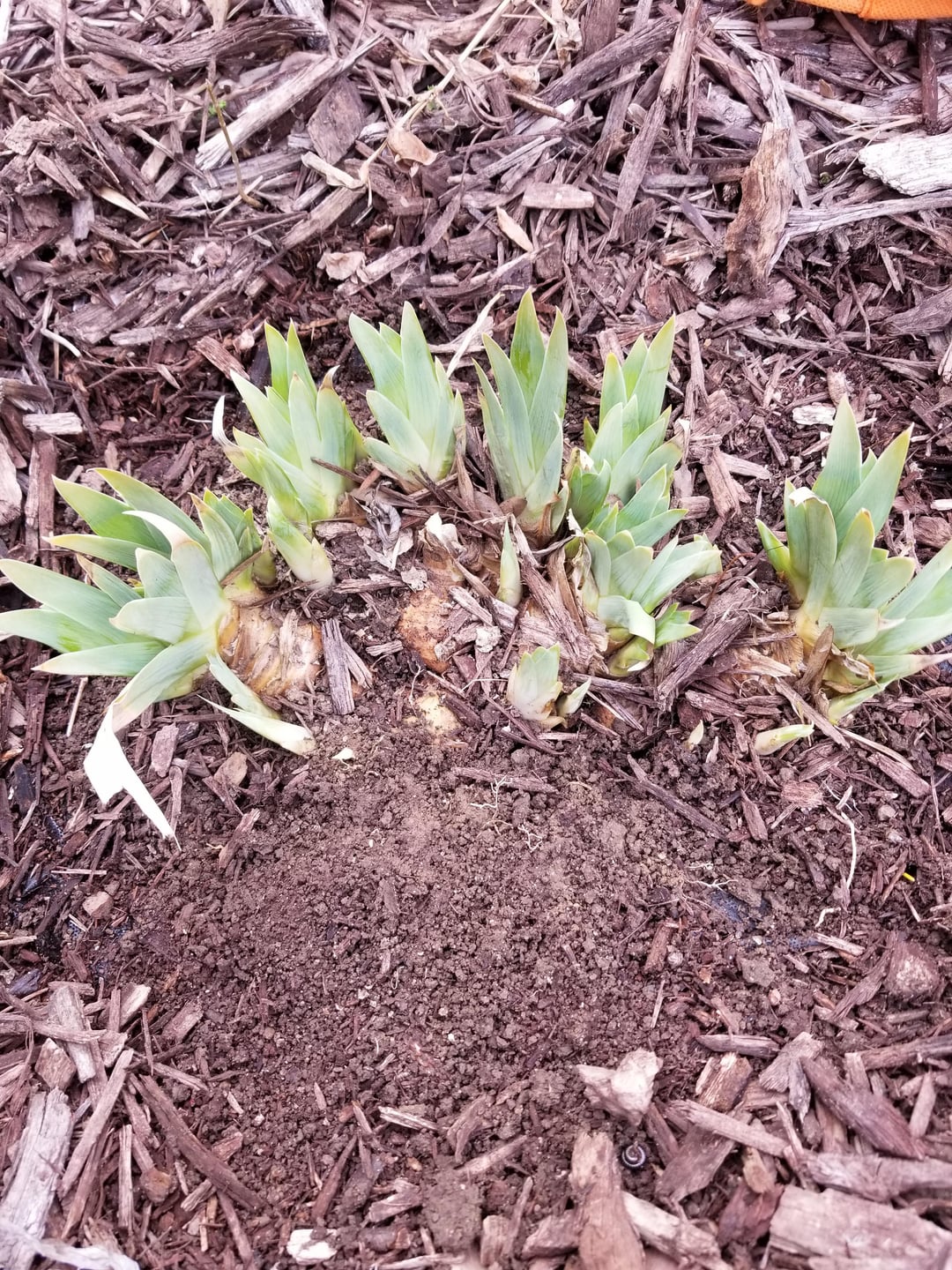 planted iris