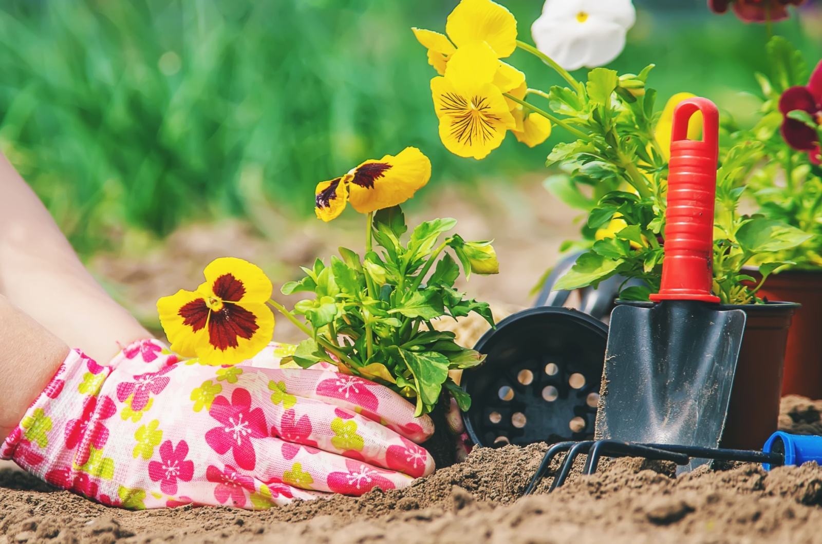 planting pansies