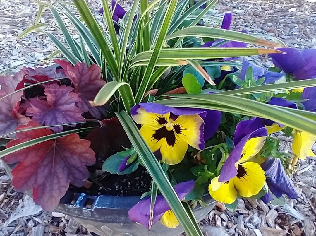 plants in a pot