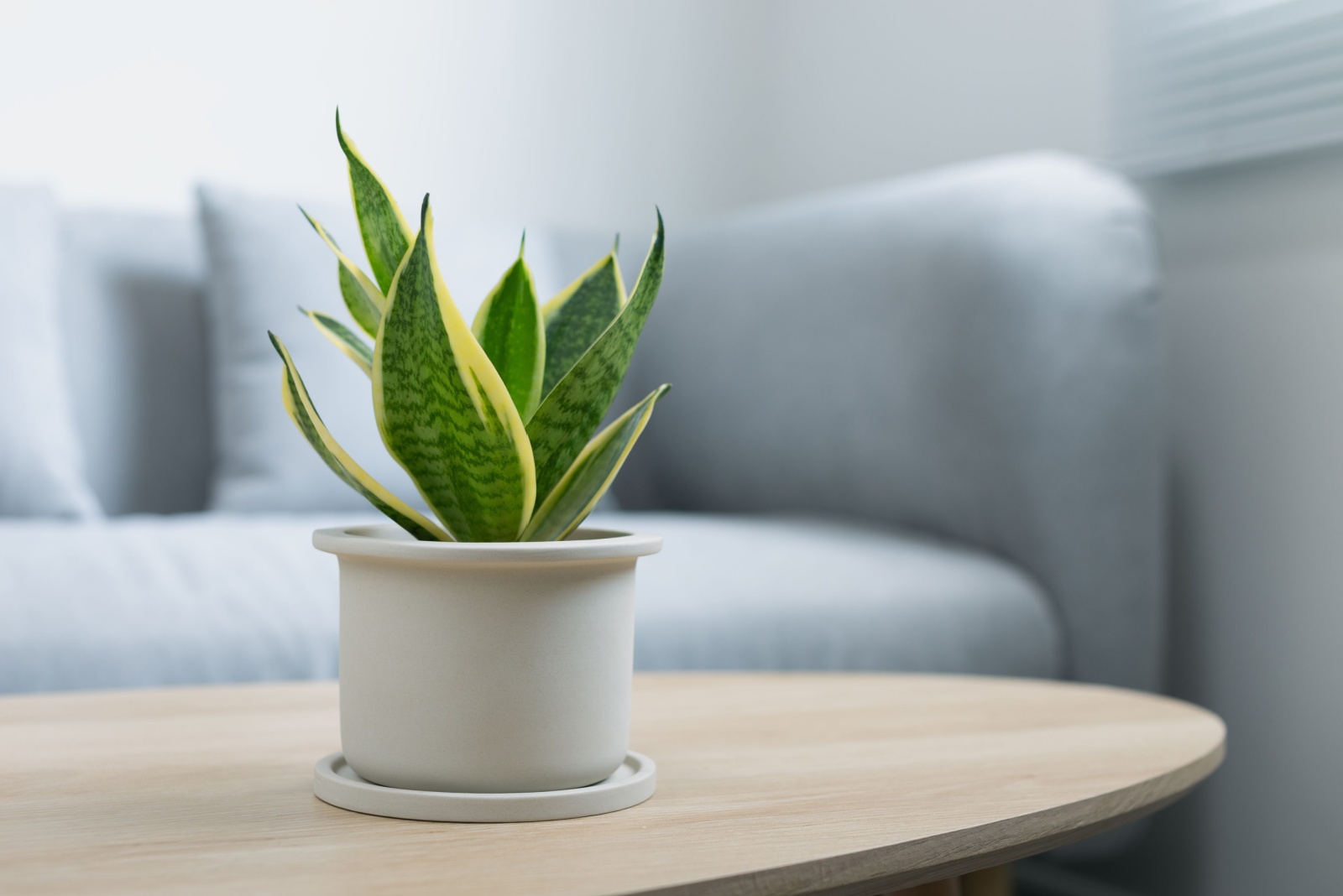 potted snake plant