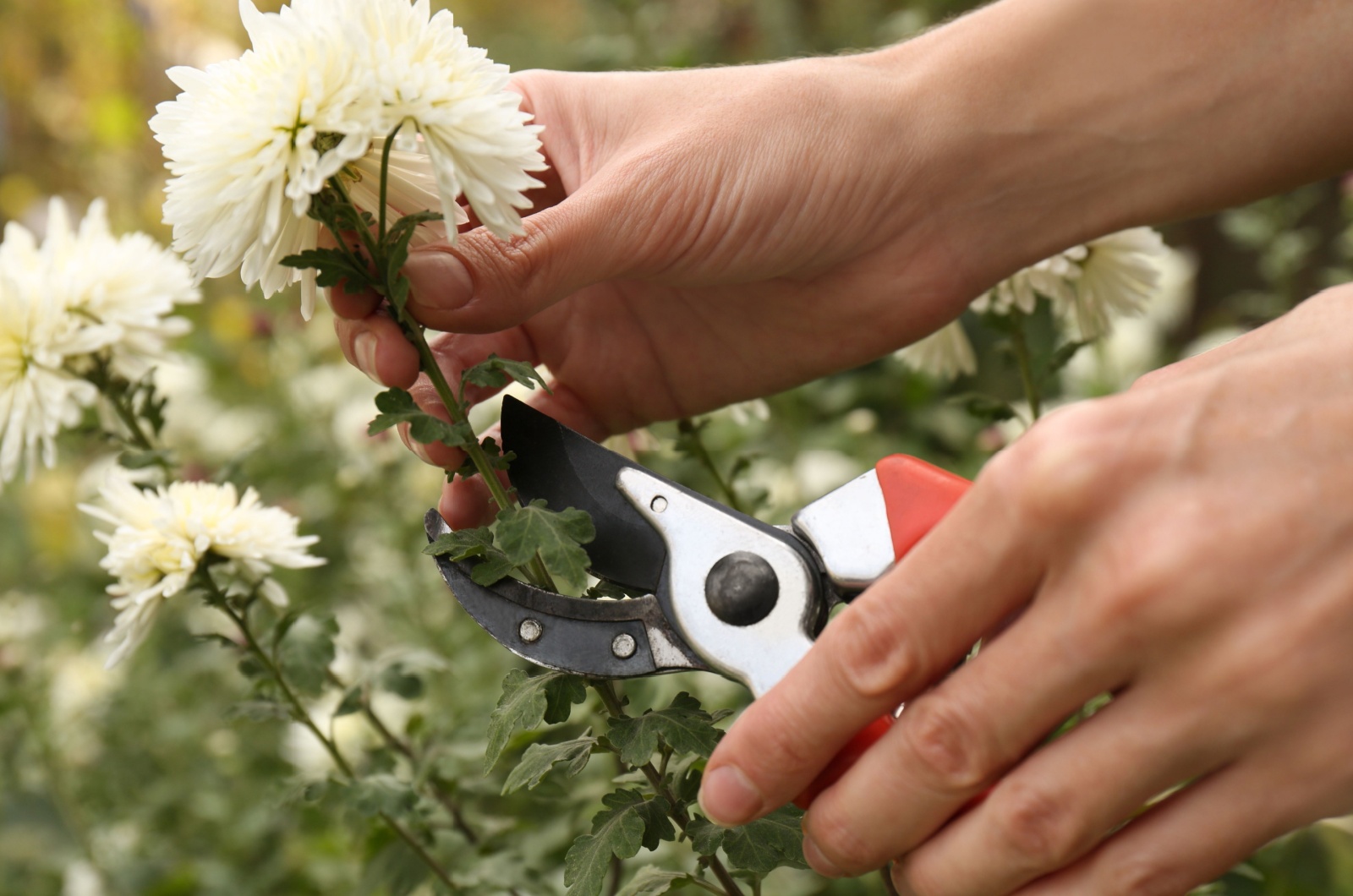 pruning chrysanthemum