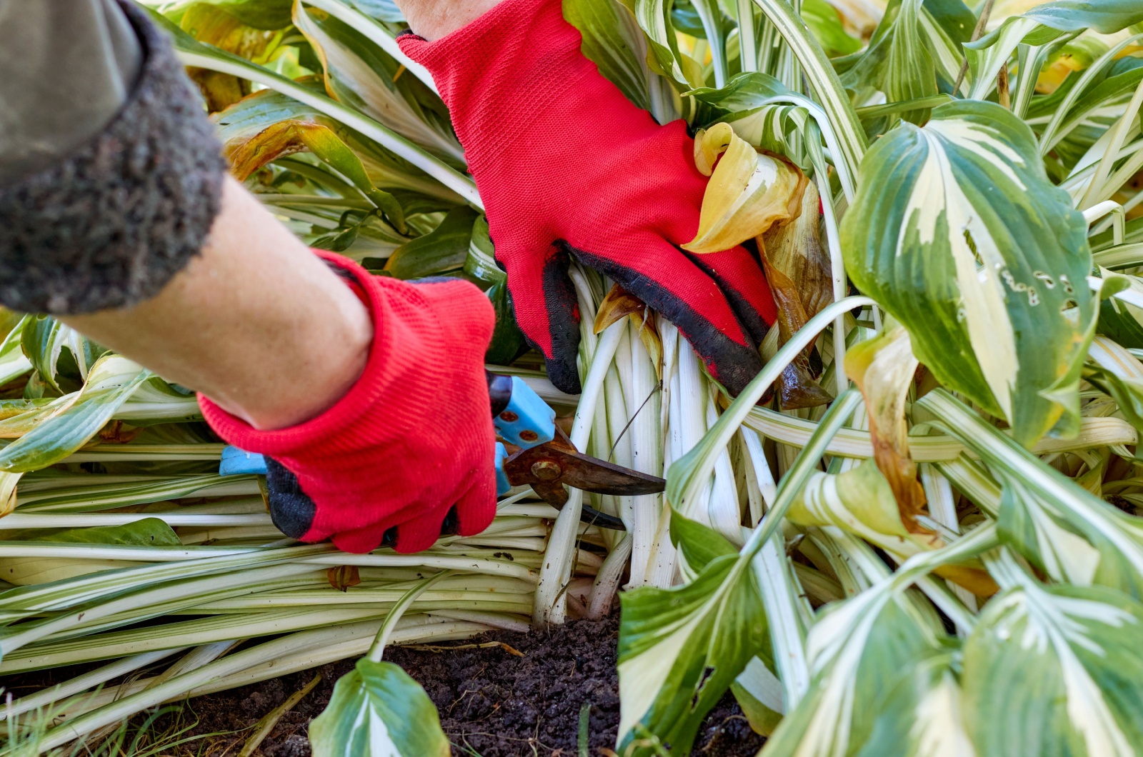 pruning hosta plant