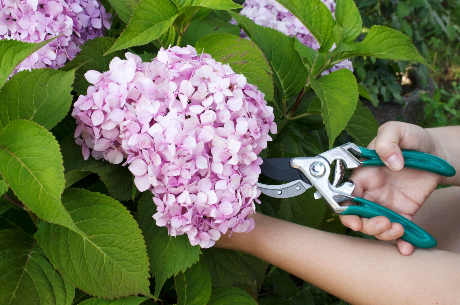 pruning hydrangea