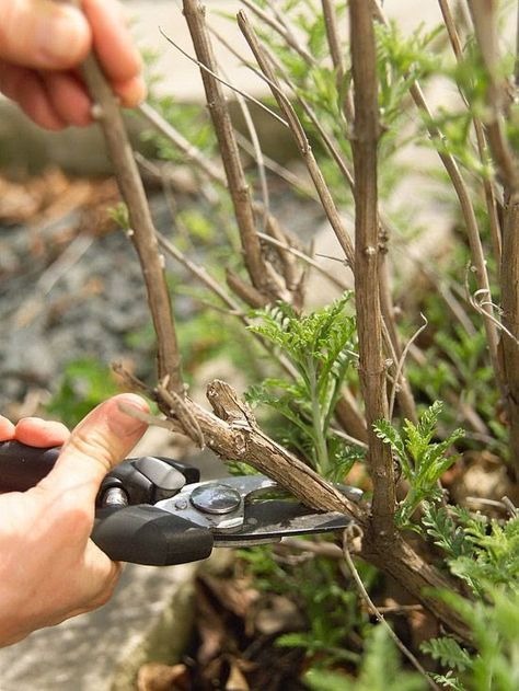 pruning plant